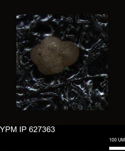 undet. Foraminiferida