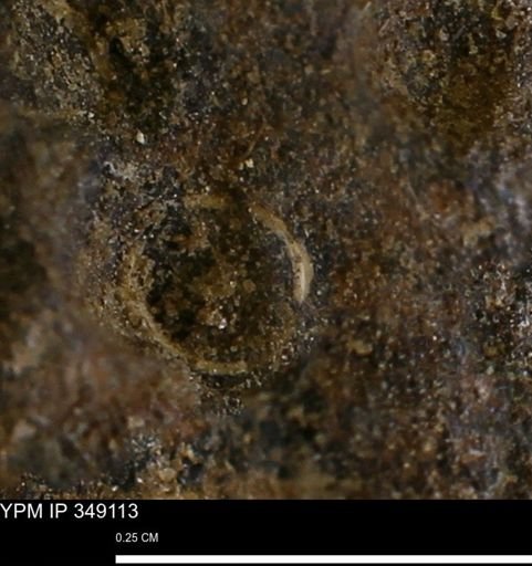 undet. Scaphopoda