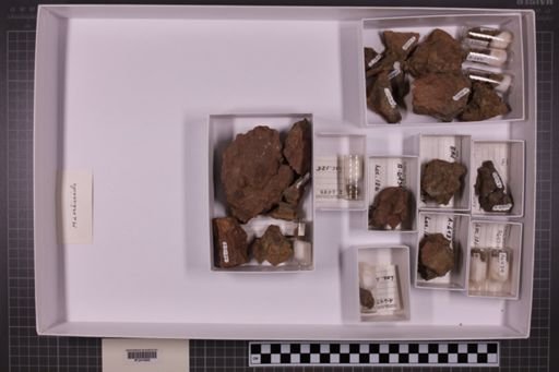 mixed taxa, stratigraphic collection