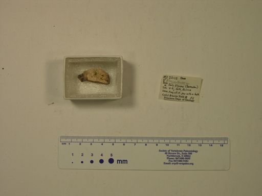 Plagiarthrus sp.
