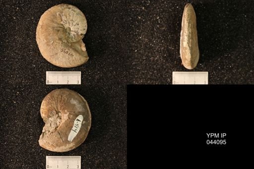 Hoploscaphites nicolletii