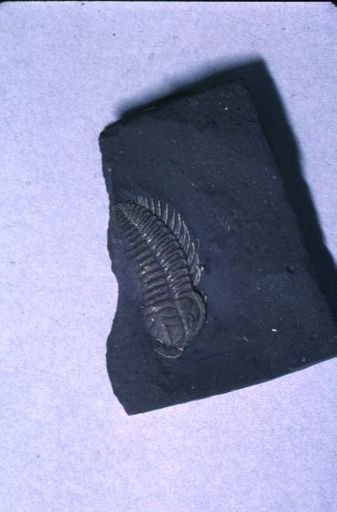Triarthrus eatoni