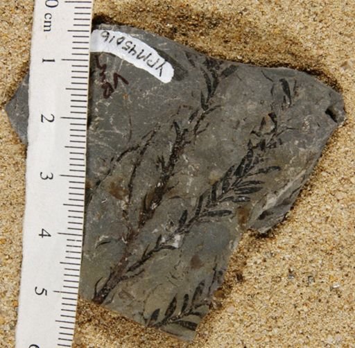 Parataxodium