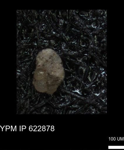 undet. Foraminiferida