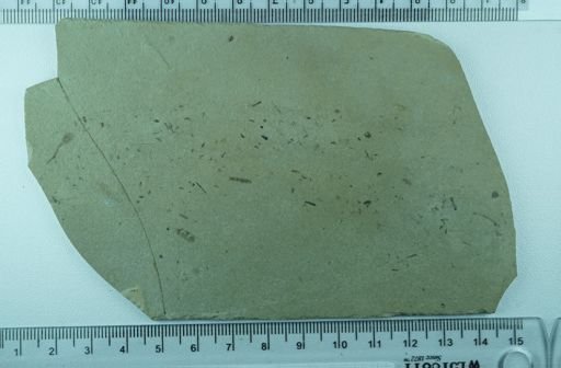 undet. Diptera