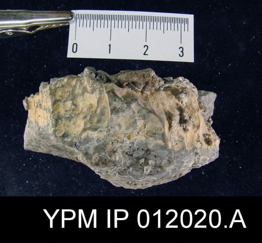 Lyttonia nobilis americanus