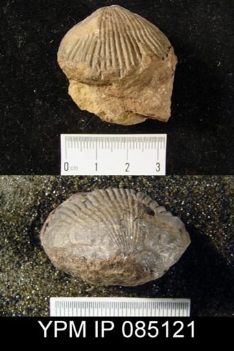Uncinulus stricklandi
