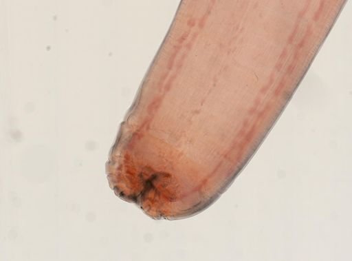 Oligacanthorhynchus microcephalus