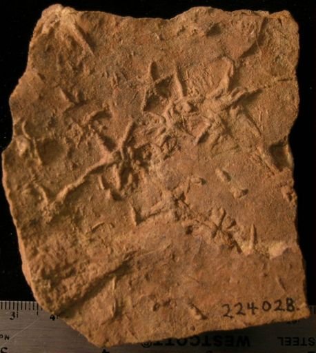 Asteriacites lumbricalis