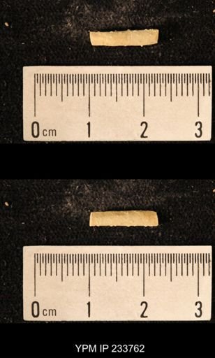 Archaeocidaris sp.