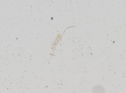 Hydrobiidae
