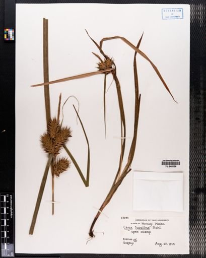 Carex lupulina