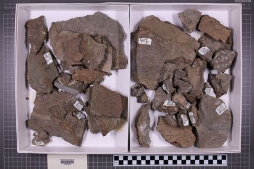mixed taxa, stratigraphic collection