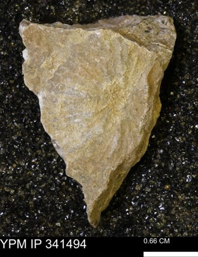 Scaphites sp.
