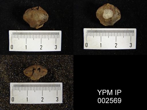 Athyris concentrica