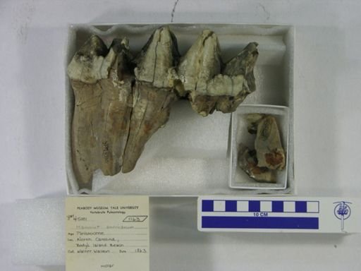 Mammut americanum