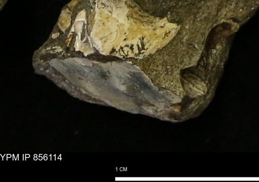undet. Mollusca