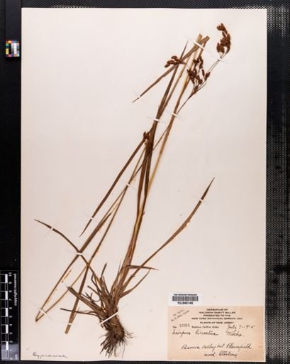 Scirpus lineatus