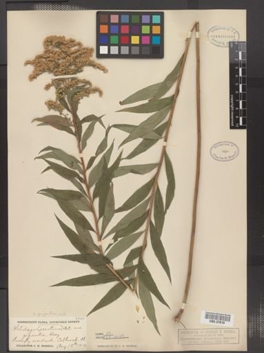 Solidago gigantea