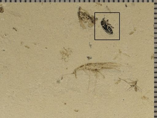 undet. Curculionidae