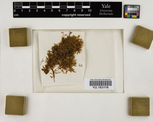 Plantae