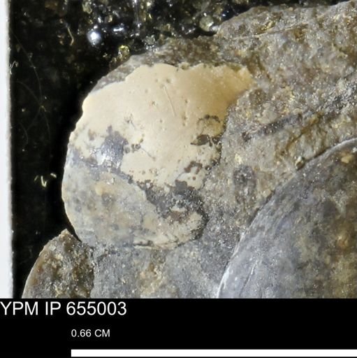 undet. Mollusca
