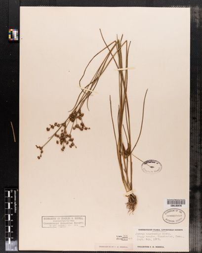 Juncus
