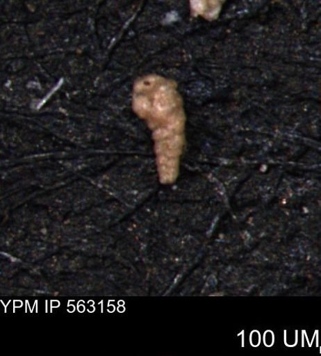 Verneuilina canadensis