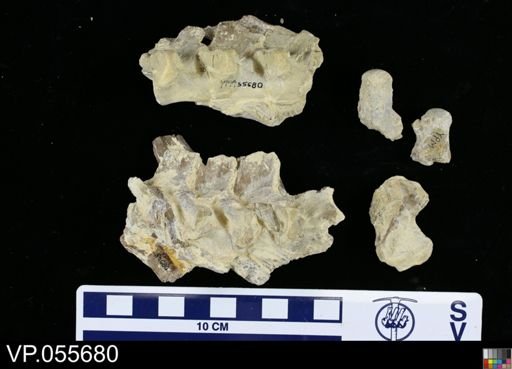 Clidastes sp.