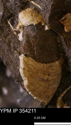 undet. Bivalvia