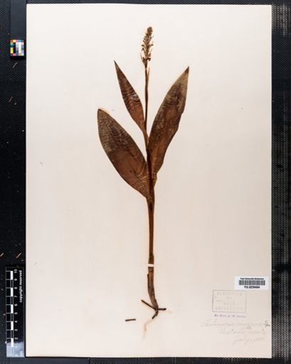 Habenaria virescens