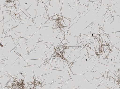 Suberites sp.