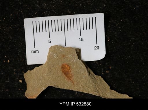 undet. Synziphosurina