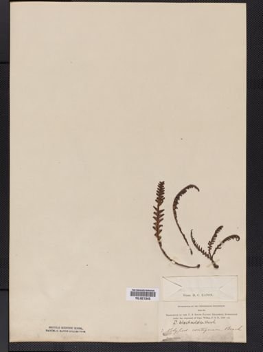 Polypodium