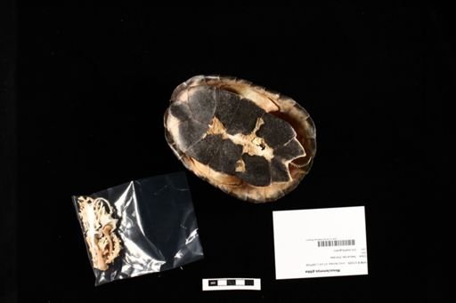 Mesoclemmys gibba