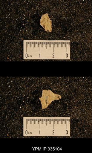 Lophophyllum profundum
