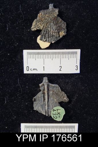 Kochiproductus plexicostatus