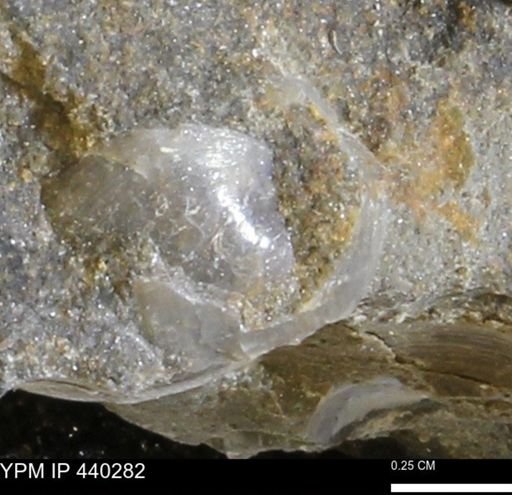 Protocardia subquadrata