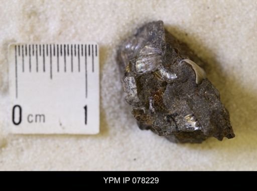 Jeletzkytes nebrascensis