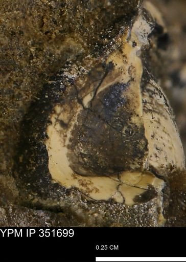 undet. Bivalvia