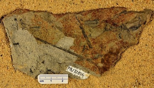 Psilophyton princeps
