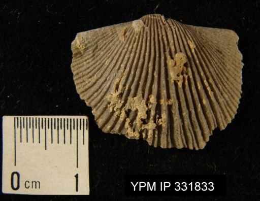 undet. Orthoidea