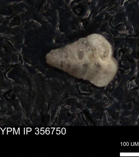 undet. Foraminiferida