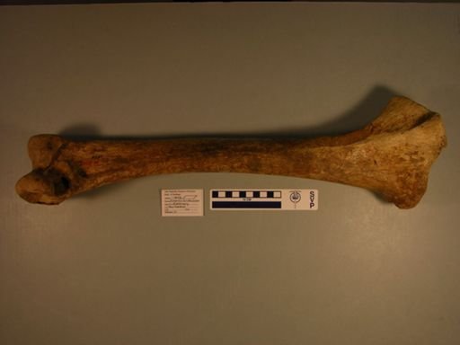 Dinornis struthoides