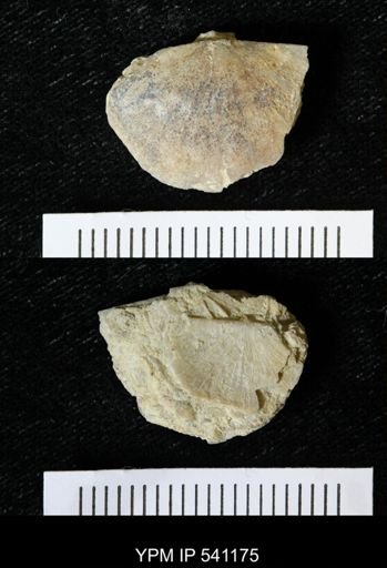 Sowerbyella sericea