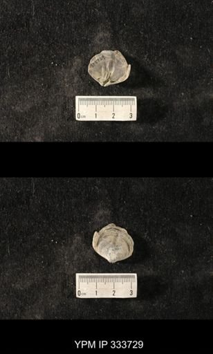 Athyris sp.