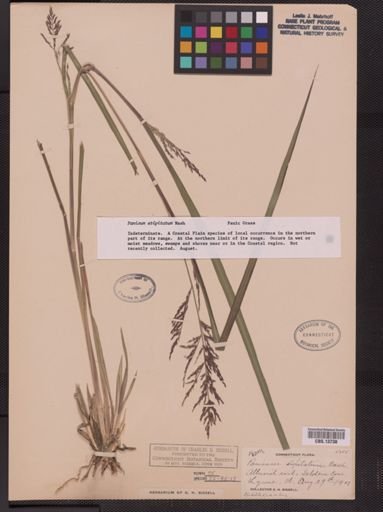 Panicum stipitatum
