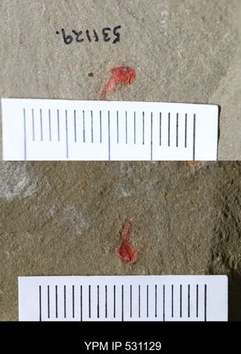 undet. Xiphosurida