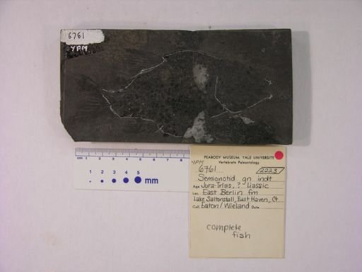 Semionotidae
