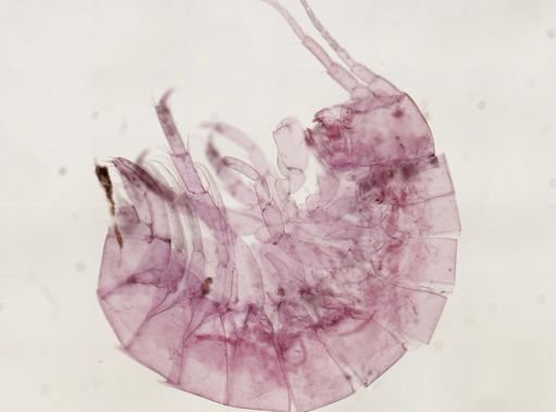 Hyalella cf. azteca